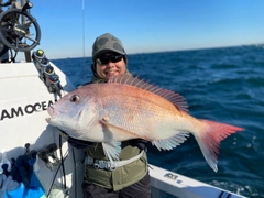 マダイの釣果