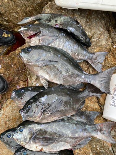 クロの釣果