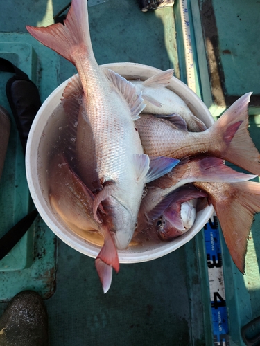 タイの釣果