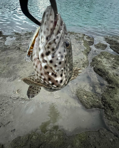 ヤイトハタの釣果