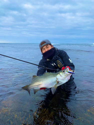 ヒラスズキの釣果