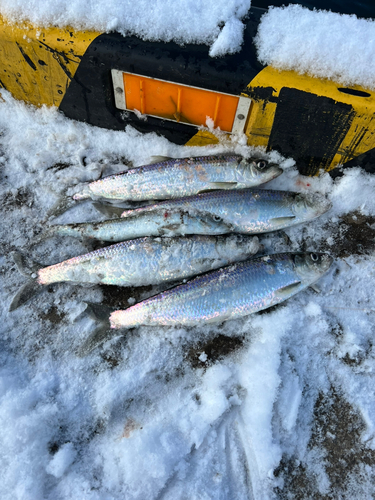 ニシンの釣果