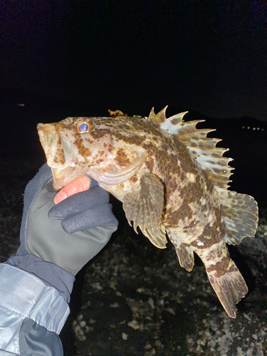 タケノコメバルの釣果