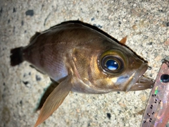 メバルの釣果