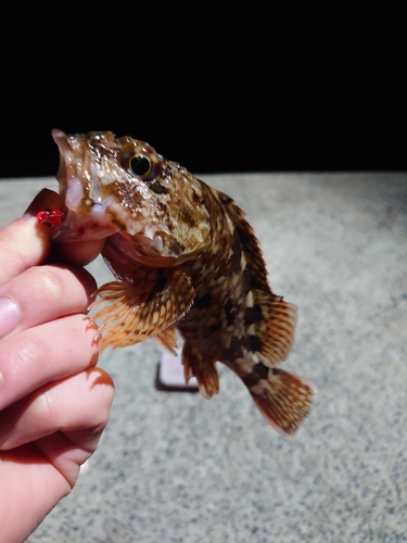 カサゴの釣果