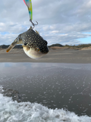 クサフグの釣果