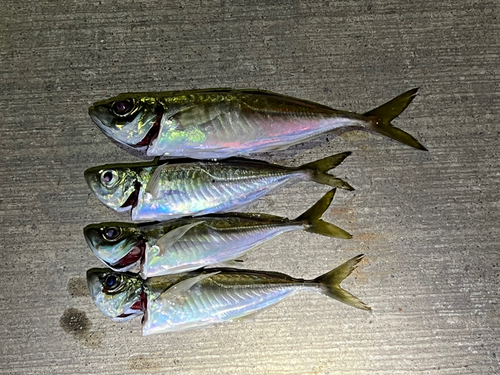 アジの釣果