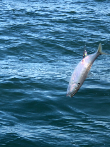 コノシロの釣果