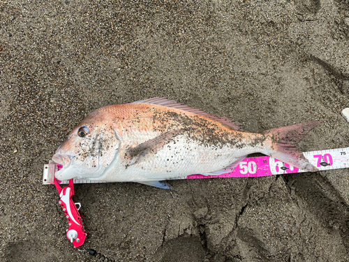 マダイの釣果