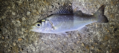 セイゴ（ヒラスズキ）の釣果