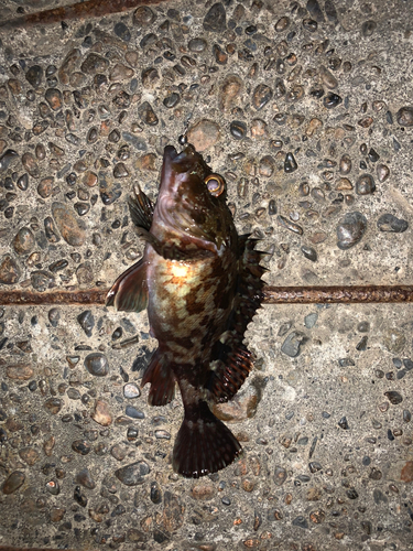 カサゴの釣果