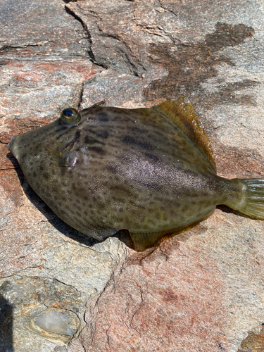 カワハギの釣果