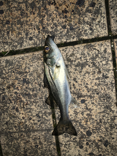 セイゴ（マルスズキ）の釣果