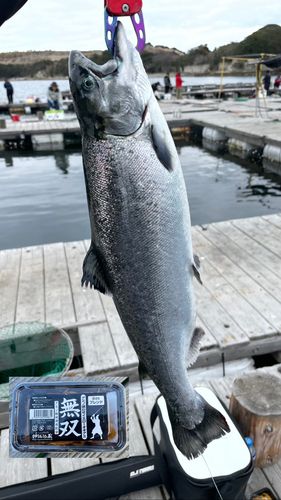 サクラマスの釣果