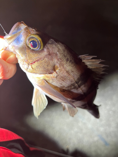 メバルの釣果