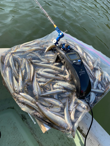 ワカサギの釣果