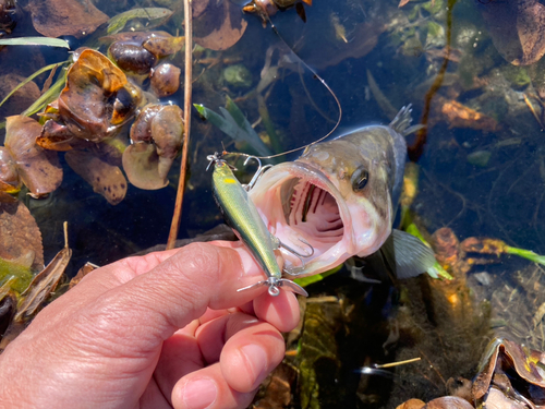 ブラックバスの釣果