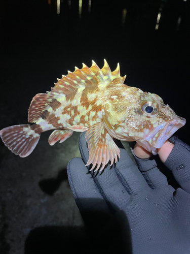 カサゴの釣果