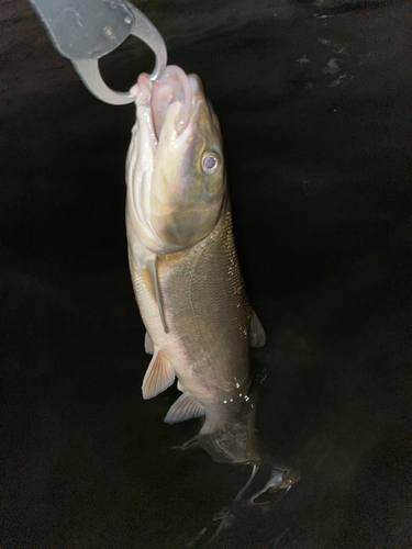 ウグイの釣果