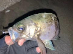 クロメバルの釣果