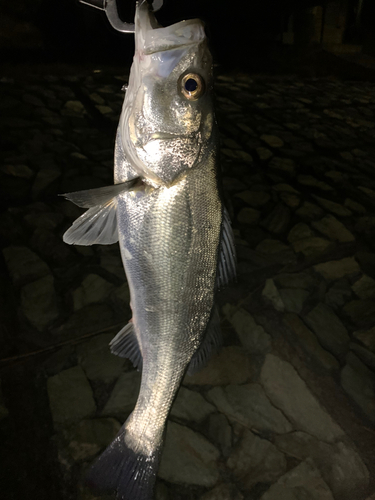 スズキの釣果