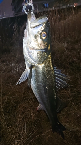 スズキの釣果