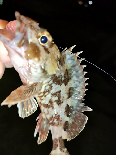 タケノコメバルの釣果