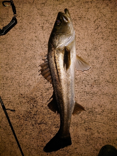 シーバスの釣果