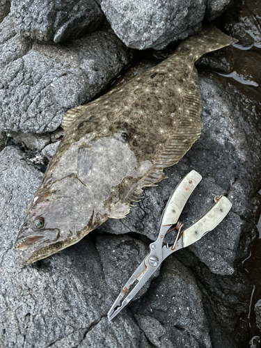 セイゴ（マルスズキ）の釣果