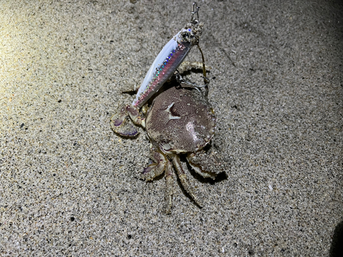 カニの釣果