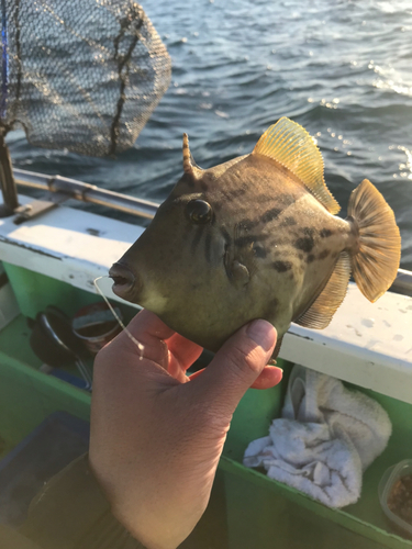 カワハギの釣果