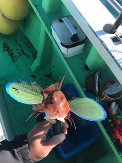 ホウボウの釣果