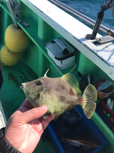 カワハギの釣果