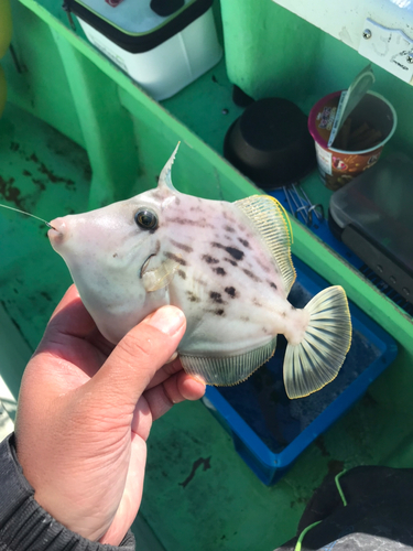 カワハギの釣果