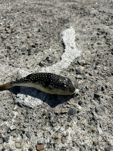 クサフグの釣果