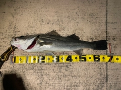 スズキの釣果