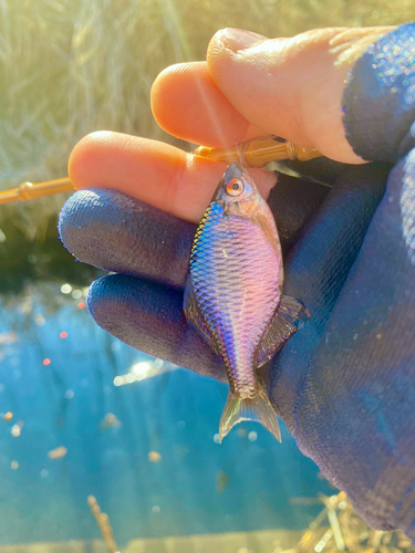 タナゴの釣果