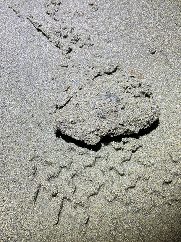 カニの釣果