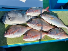 マダイの釣果