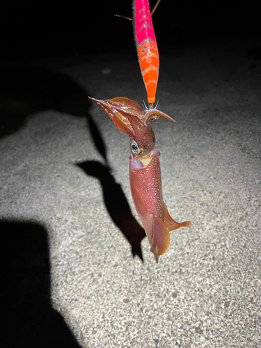 ヤリイカの釣果