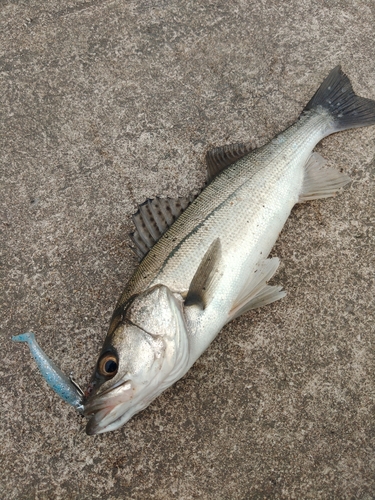 フッコ（タイリクスズキ）の釣果