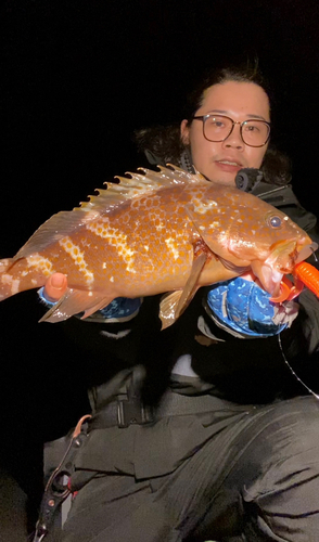 アコウの釣果