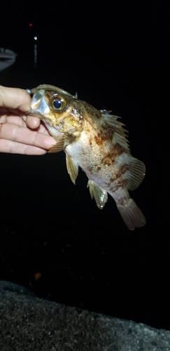 メバルの釣果