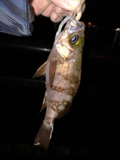 シロメバルの釣果