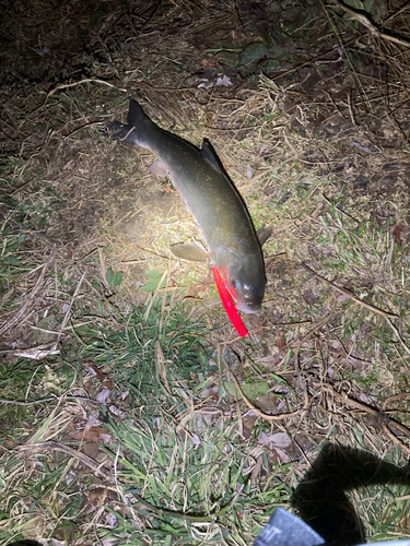 マルタウグイの釣果