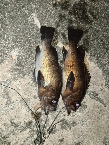 メバルの釣果