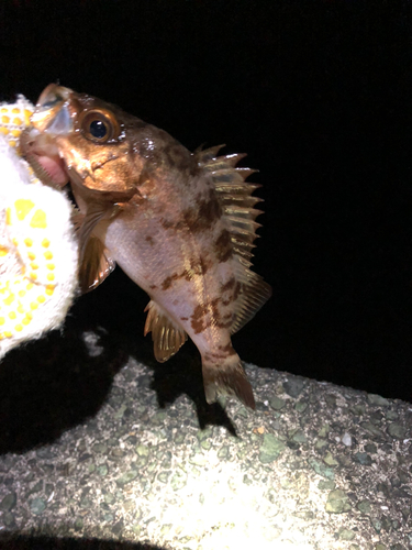 メバルの釣果