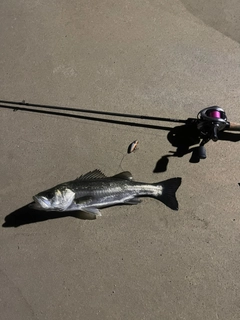 シーバスの釣果