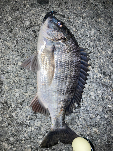 クロダイの釣果