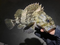 ムラソイの釣果